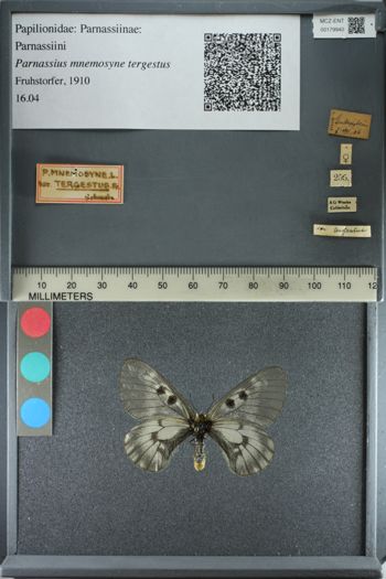 Media type: image;   Entomology 179940